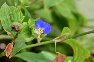 Güneşli yaz gününde bahçede büyüyen güzel bir çiçek. 