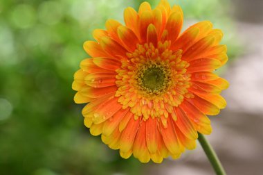 Güneşli yaz gününde bahçede yetişen güzel Gerbera çiçeği. 