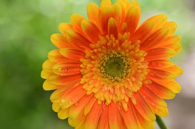 Güneşli yaz gününde bahçede yetişen güzel Gerbera çiçeği. 