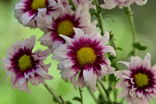 Vackra Blommor Xer Trã Dgã Rden Sommaren Solig Dag — Stockfoto