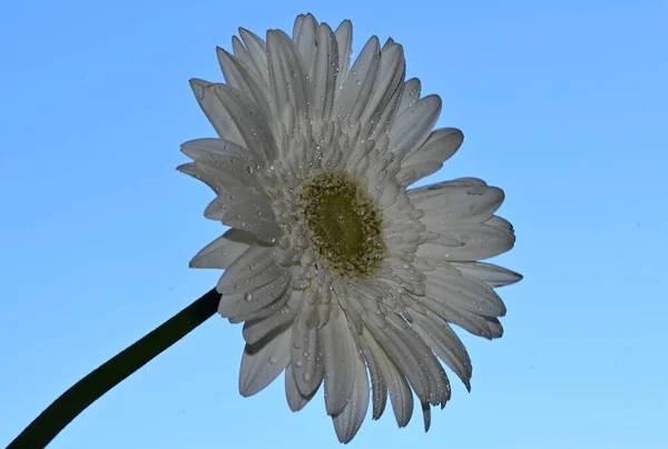 Gökyüzü Arka Planında Güzel Gerbera Çiçeği Yaz Konsepti Yakın Görüş — Stok fotoğraf