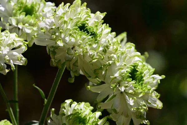 Schöne Blumen Wachsen Garten Sonnigen Sommertag — Stockfoto