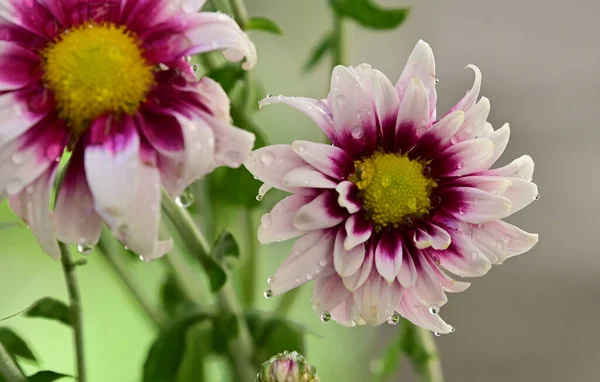 Vackra Blommor Xer Trã Dgã Rden Sommaren Solig Dag — Stockfoto