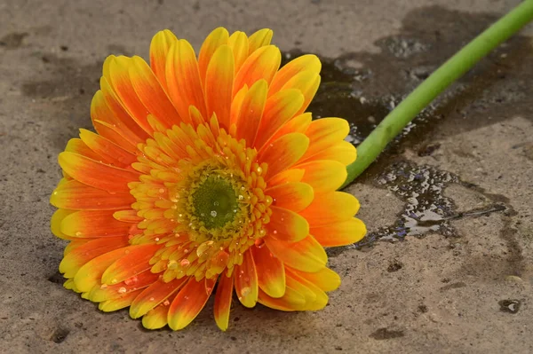 Красива Квітка Гербери Землі Літня Концепція Вид Крупним Планом — стокове фото