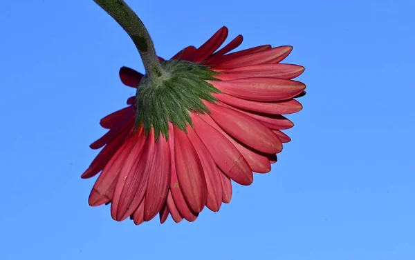 beautiful gerbera flower on sky background, summer concept, close view