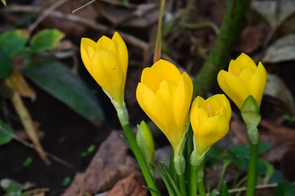 Hermosos Cocodrilos Creciendo Jardín Verano Día Soleado — Foto de Stock