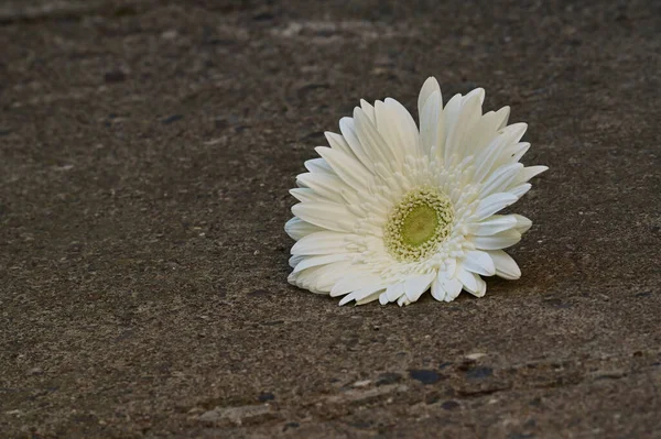 Όμορφη Ζέρμπερα Λουλούδι Στο Έδαφος Έννοια Του Καλοκαιριού Κοντινή Θέα — Φωτογραφία Αρχείου