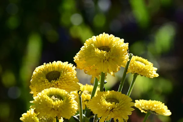 夏の晴れた日に庭で育つ美しい花 — ストック写真