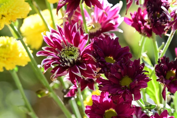 Mooie Bloemen Groeien Tuin Zomer Zonnige Dag — Stockfoto