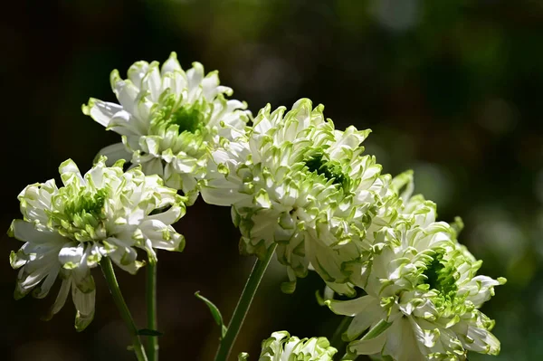 Belles Fleurs Poussant Dans Jardin Journée Ensoleillée Été — Photo