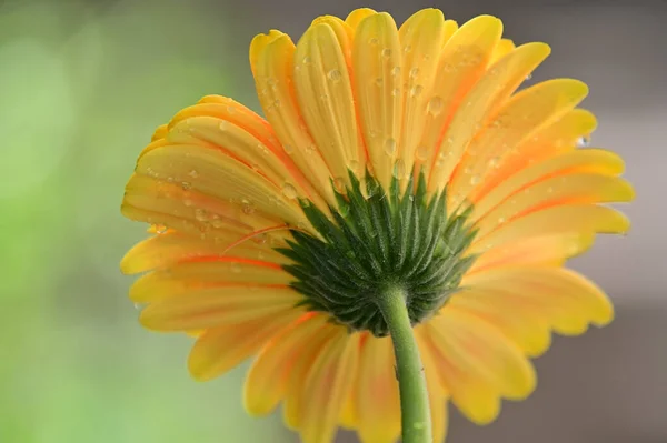 Piękny Gerbera Kwiat Rośnie Ogrodzie Letni Słoneczny Dzień — Zdjęcie stockowe
