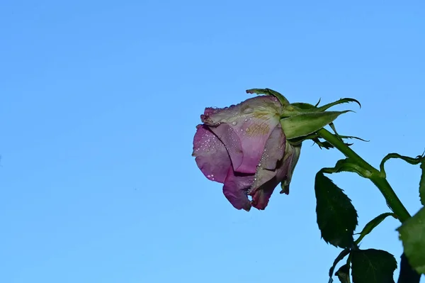 天空背景上美丽的玫瑰花 夏天的概念 — 图库照片