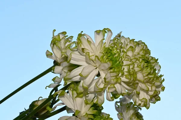 Belles Fleurs Sur Fond Ciel Concept Été Vue Rapprochée — Photo