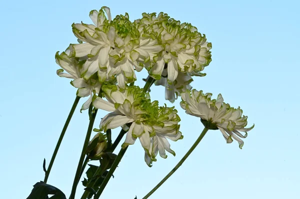 Belles Fleurs Sur Fond Ciel Concept Été Vue Rapprochée — Photo