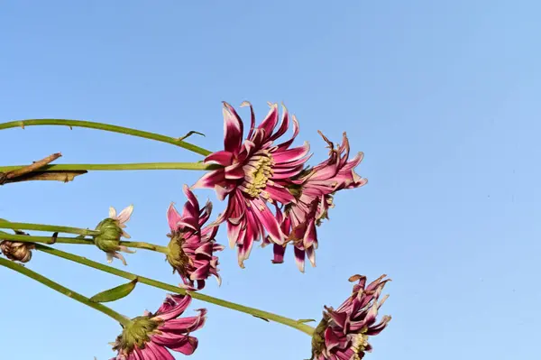 Belas Flores Fundo Céu Conceito Verão Vista Perto — Fotografia de Stock