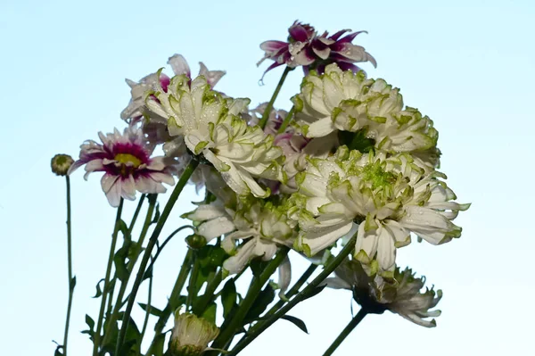 Belas Flores Fundo Céu Conceito Verão Vista Perto — Fotografia de Stock