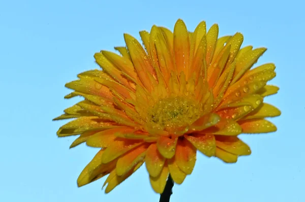 Hermosa Flor Gerberas Fondo Del Cielo Concepto Verano Vista Cercana — Foto de Stock