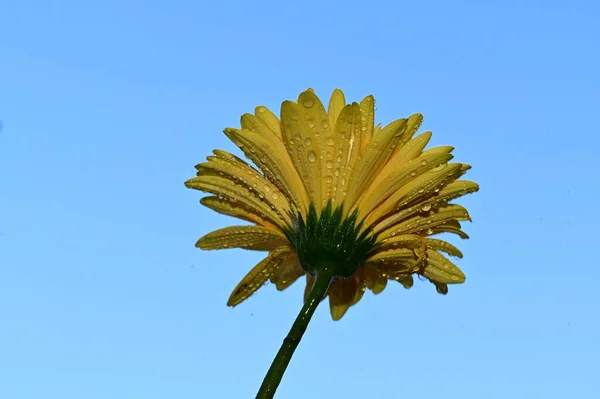 Schöne Gerbera Blume Auf Himmelshintergrund Sommerkonzept Nahsicht — Stockfoto