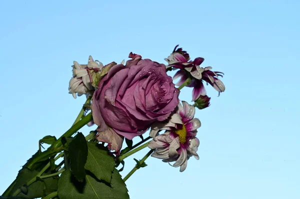 Hermosas Flores Fondo Del Cielo Concepto Verano Vista Cercana — Foto de Stock