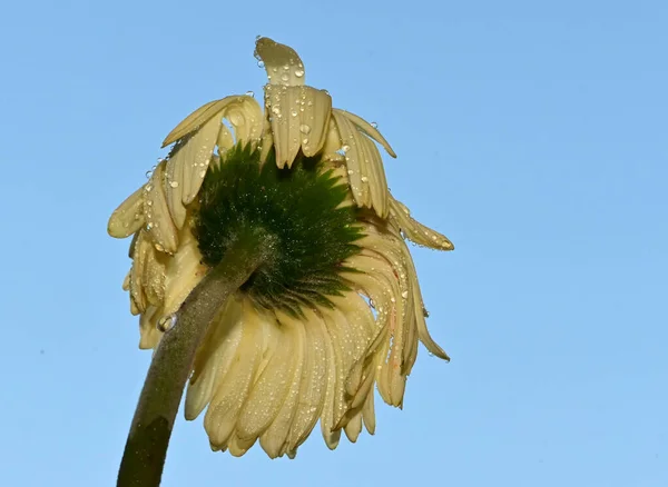 Gyönyörű Gerbera Virág Égen Háttér Nyári Koncepció Közelről — Stock Fotó