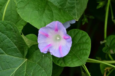 Güneşli yaz gününde bahçede büyüyen güzel bir çiçek. 