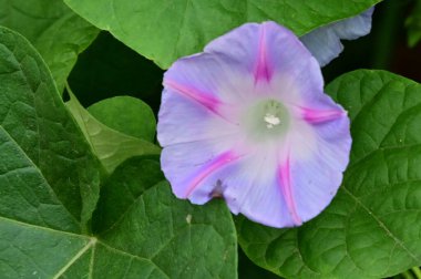 Güneşli yaz gününde bahçede büyüyen güzel bir çiçek. 