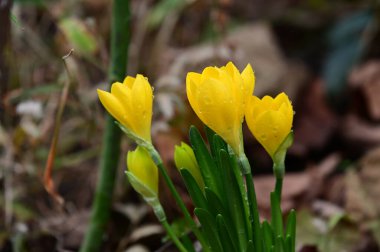 Güneşli yaz gününde bahçede yetişen güzel timsahlar. 