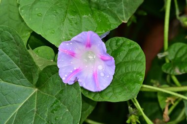 Güneşli yaz gününde bahçede büyüyen güzel bir çiçek. 