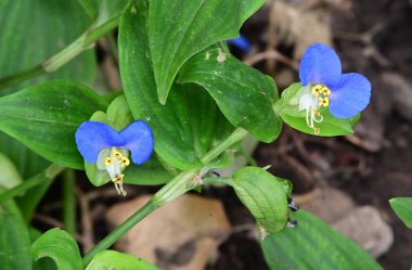 Güneşli yaz gününde bahçede yetişen güzel çiçekler. 