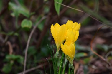 Güneşli yaz gününde bahçede yetişen güzel timsahlar. 