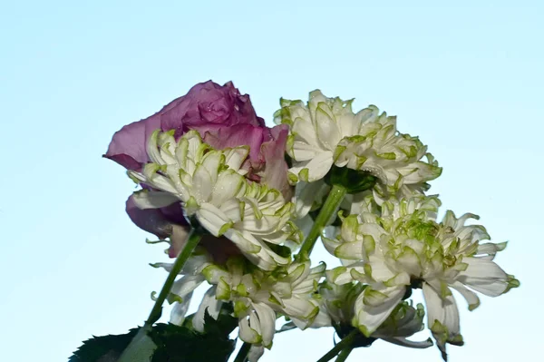 Bellissimi Fiori Sfondo Cielo Concetto Estate Vista Vicino — Foto Stock