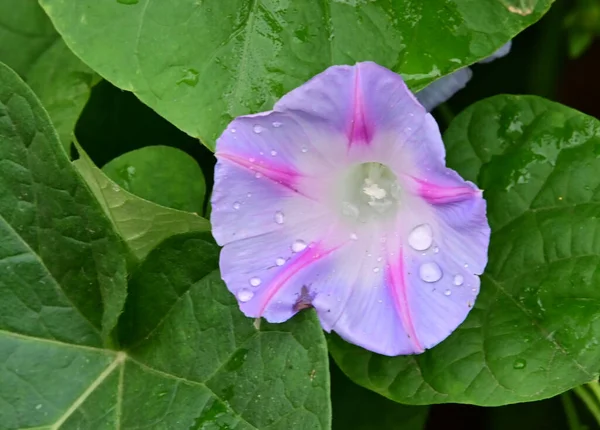 Vacker Blomma Växer Trädgården Sommaren Solig Dag — Stockfoto