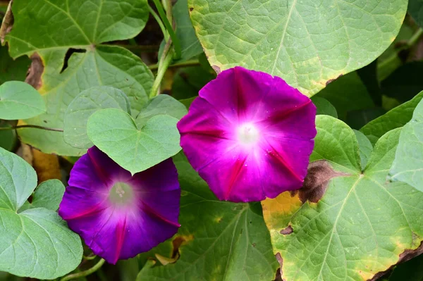 Hermosas Flores Gloria Mañana Creciendo Jardín Verano Día Soleado — Foto de Stock