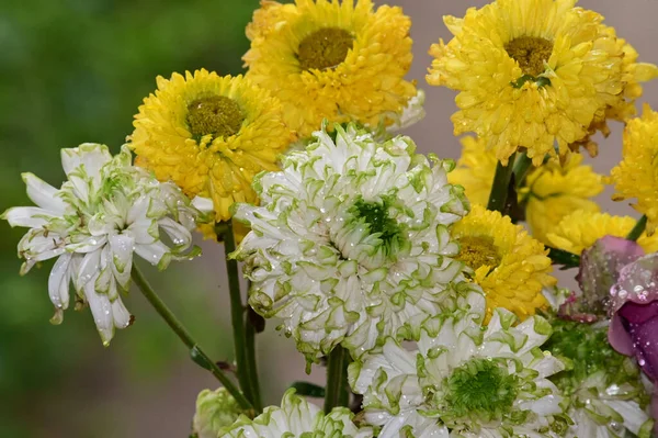 Bukiet Pięknych Gerbera Kwiaty Zewnątrz Koncepcja Latem Widok Bliska — Zdjęcie stockowe