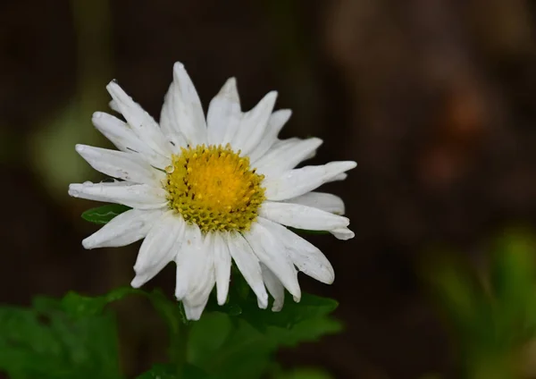 Belle Fleur Poussant Dans Jardin Journée Ensoleillée Été — Photo