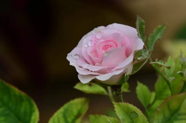 Vacker Ros Blomma Växer Trädgården Sommaren Solig Dag — Stockfoto