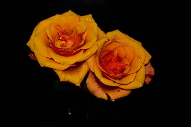 Koyu arkaplanda güzel çiçekler, yaz konsepti, yakın manzara  