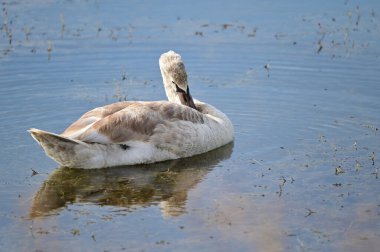 Güzel beyaz kuğu yaz günü gölde yüzüyor. 
