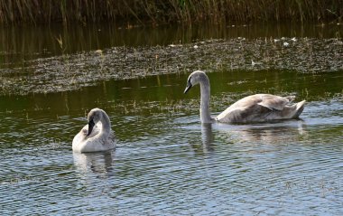 Yaz günü gölde yüzen güzel beyaz kuğular. 