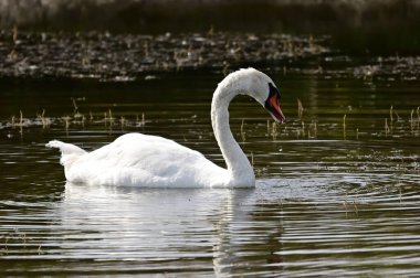 Güzel beyaz kuğu yaz günü gölde yüzüyor. 