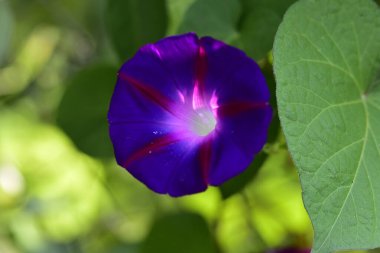 Güneşli yaz gününde bahçede yetişen güzel çiçekler. 