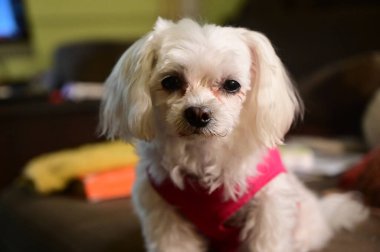 Sonbahar ağacı dallarının mavi gökyüzü arka planında sarı yapraklı görüntüsü  