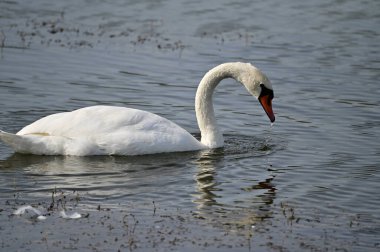 Güzel beyaz kuğu yaz günü gölde yüzüyor. 