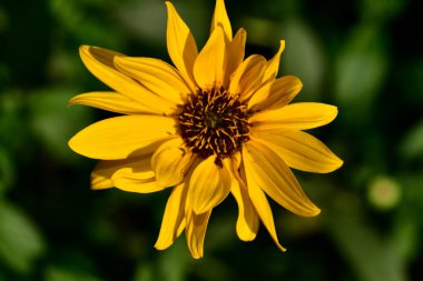 Güneşli yaz gününde bahçede yetişen güzel çiçekler. 