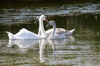 Yaz günü gölde yüzen güzel beyaz kuğular. 