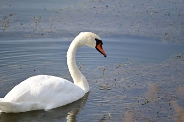 Güzel beyaz kuğu yaz günü gölde yüzüyor. 