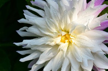 Güneşli yaz gününde bahçede yetişen güzel çiçekler. 