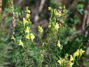 Güneşli yaz gününde bahçede yetişen güzel çiçekler. 
