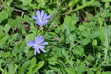 Güneşli yaz gününde bahçede yetişen güzel çiçekler. 