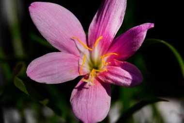 Güneşli yaz gününde bahçede yetişen güzel çiçekler. 